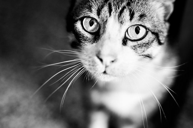 Zece semne că pisica ta e pe moarte: La ce trebuie să fii atent 