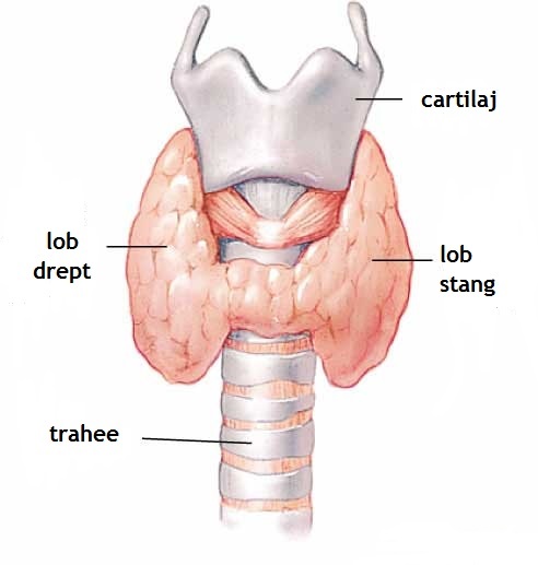 desen cu glanda tiroidă