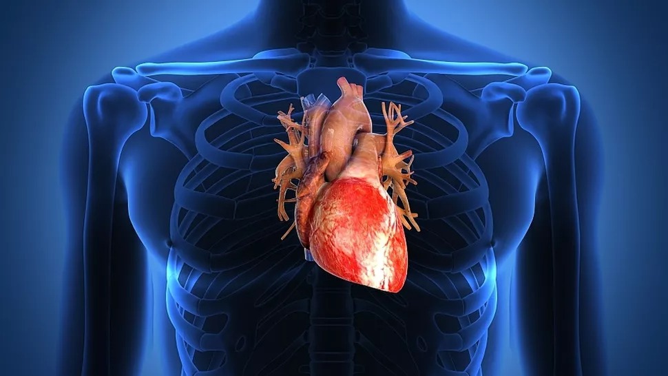 grafica a corpului uman in care este evidentiata inima 