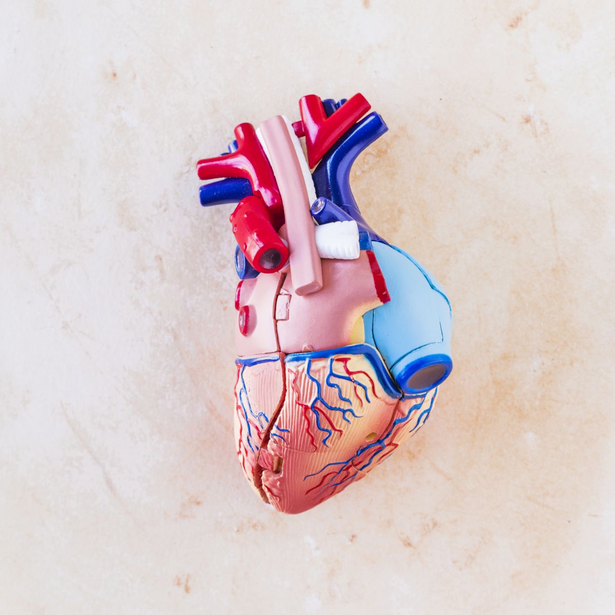 inima de plastic care prezinta vase de sange si anatomia 