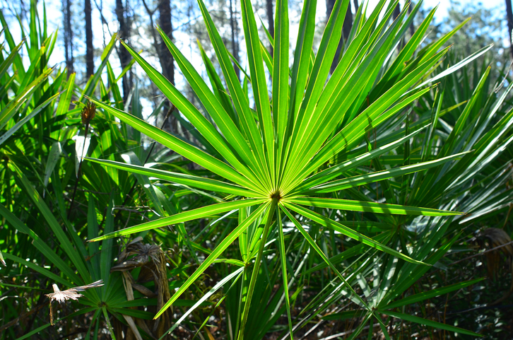 copac de saw palmetto