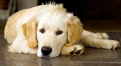 un câine rasa golden retriever