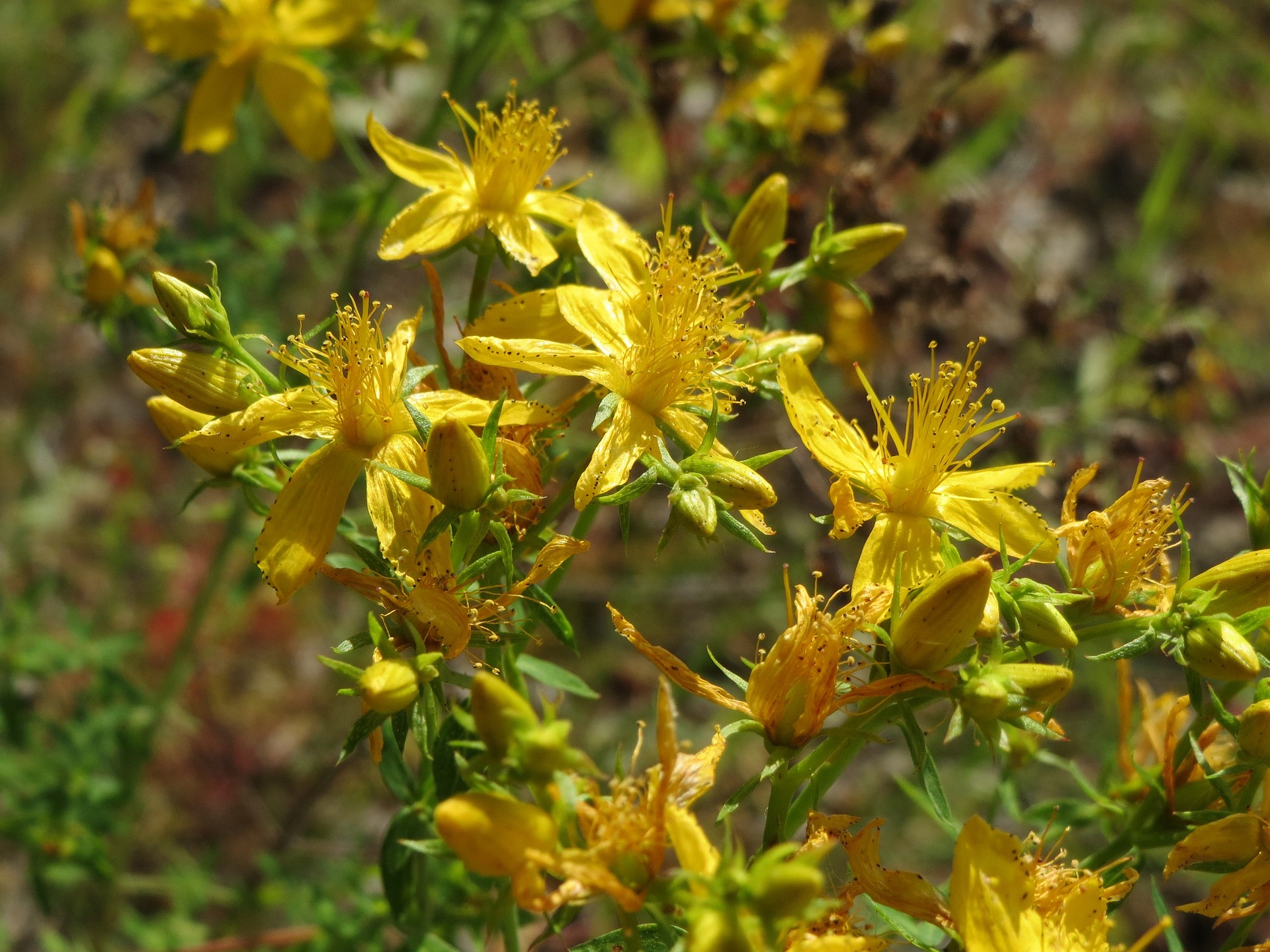 planta de sunatoare