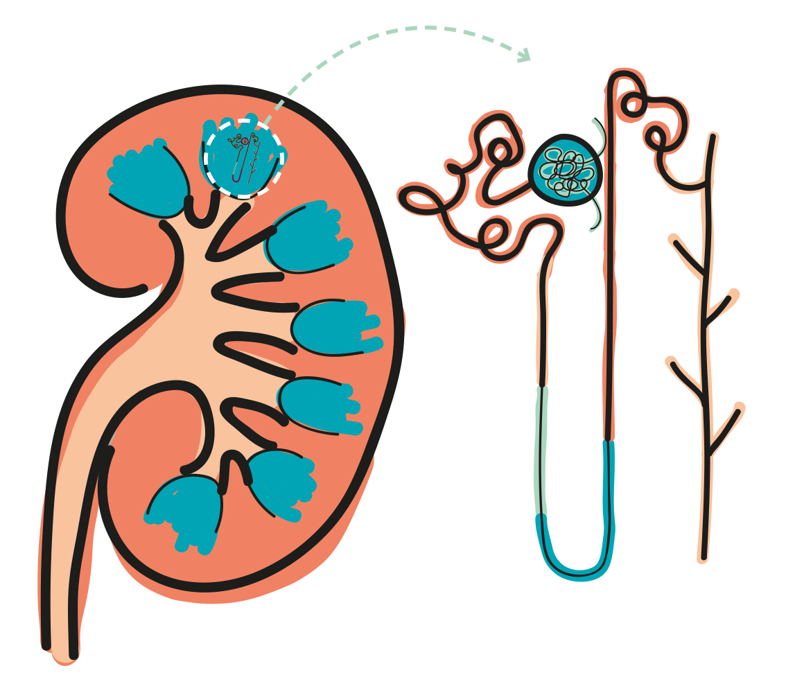 rinichiul si nefronul grafica