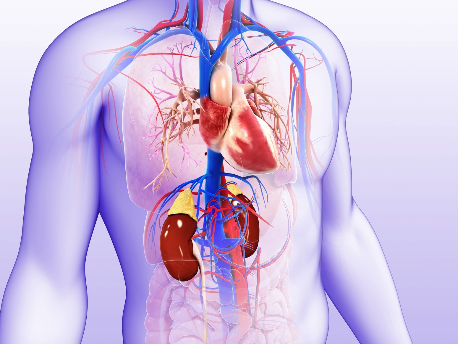 grafica organism unde se vad rinichii si inima
