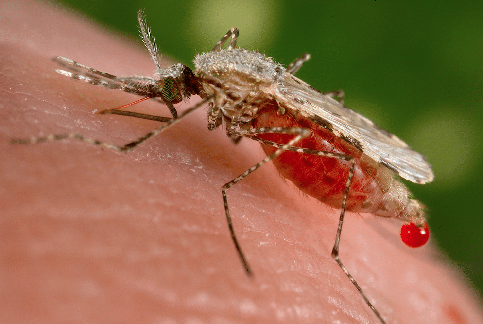 un țânțar pe pielea unei persoane