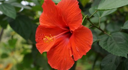 floare de hibiscus