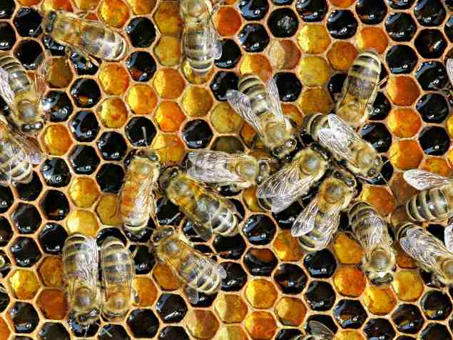 albine pe fagure