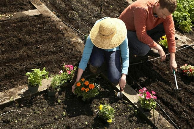 agricultori care planteaza flori