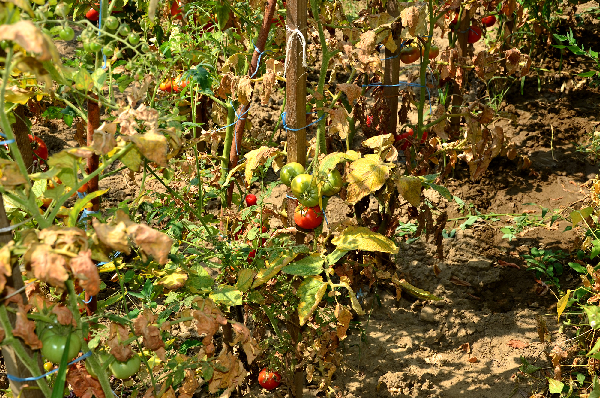 cultură uscată de roșii cu frunze răsucite