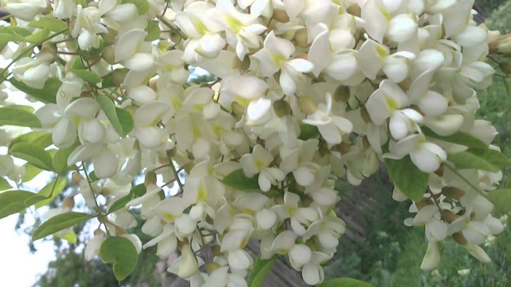 flori de salcam în copac