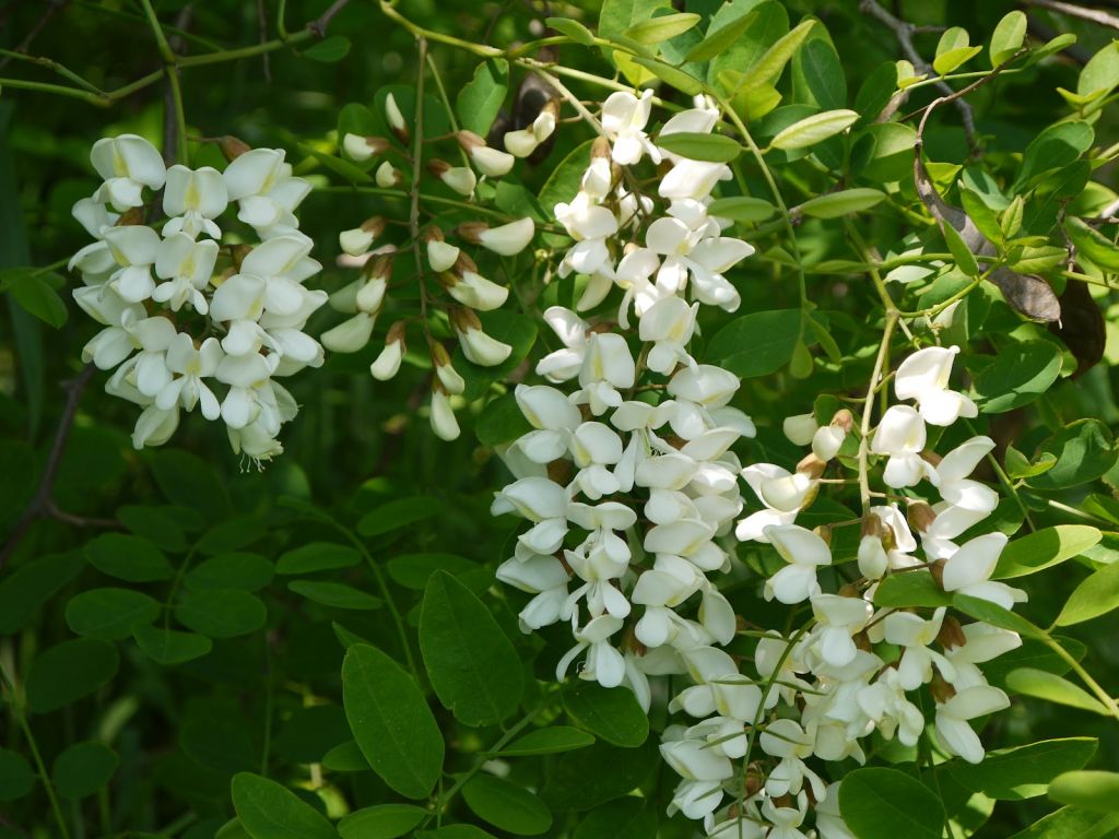 flori albe de salcâm în copac