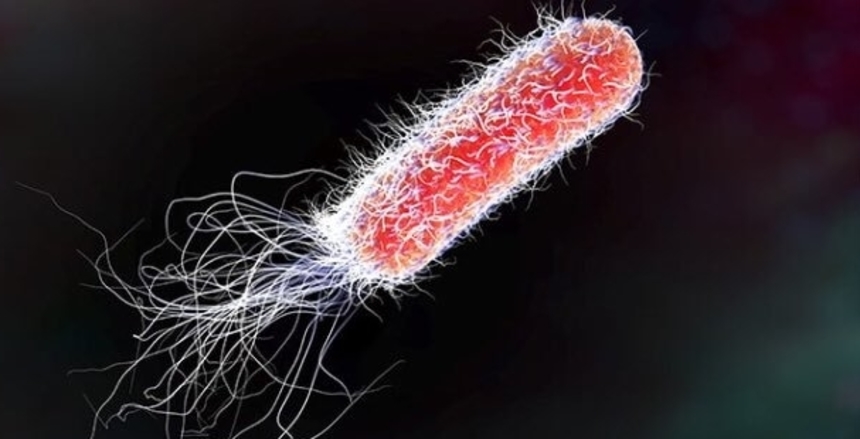 bacteria e coli la nivelul microscopului