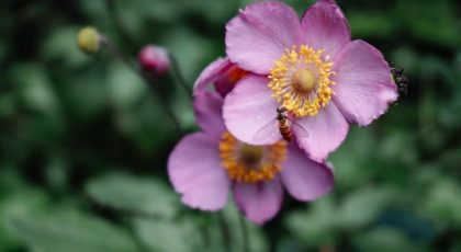 anemone mov de toamna