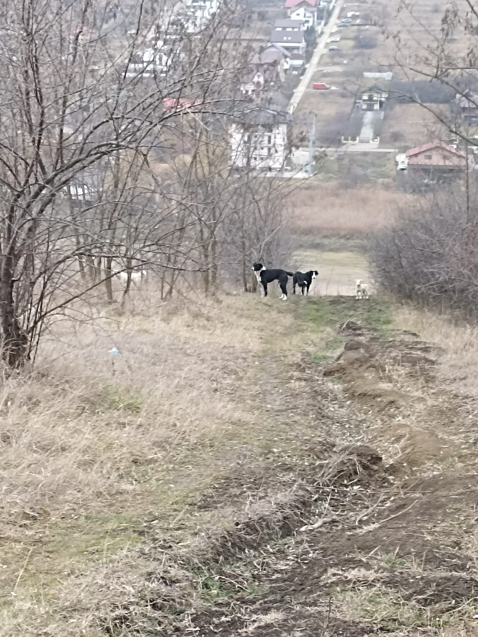  o poză cu o zonă din Rediu