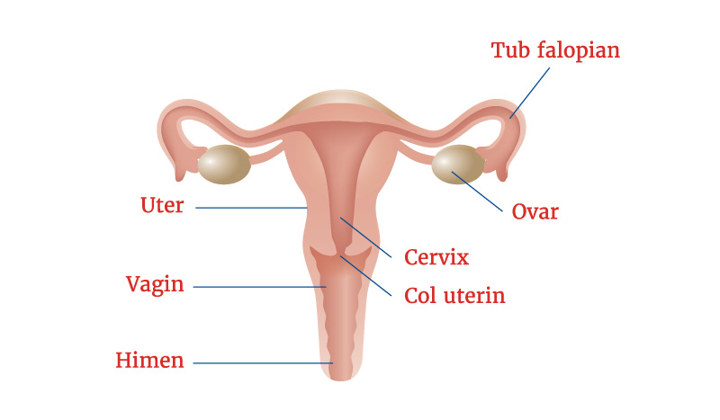 sistem reproducător feminin